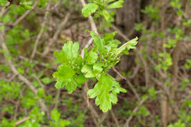 Attēlu rezultāti vaicājumam “Crataegus monogyna subsp. nordica”