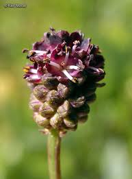Image result for Sanguisorba officinalis