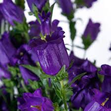 Image result for Campanula medium