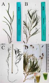 Attēlu rezultāti vaicājumam “Stuckenia pectinata leaf”