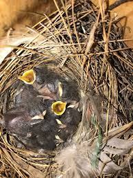 Attēlu rezultāti vaicājumam “Troglodytes troglodytes nest”