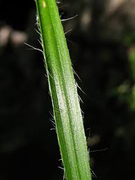 Attēlu rezultāti vaicājumam “Luzula luzuloides”