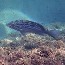 Image result for Mycteroperca rubra