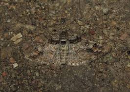 Attēlu rezultāti vaicājumam “Cleora cinctaria”