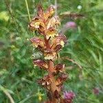 Attēlu rezultāti vaicājumam “Orobanche reticulata flower”
