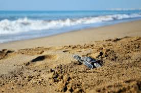 Image result for Caretta caretta