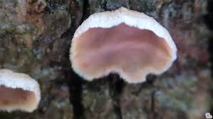 Attēlu rezultāti vaicājumam “Aleurodiscus amorphus”