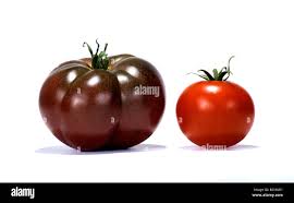 Afbeeldingsresultaat voor debarro black tomato