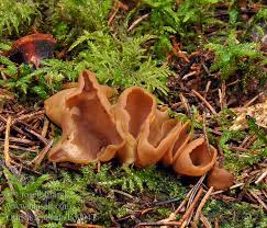 Attēlu rezultāti vaicājumam “Otidea leporina”