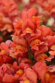Image result for Antirrhinum majus