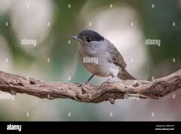 Attēlu rezultāti vaicājumam “Sylvia atricapilla male”