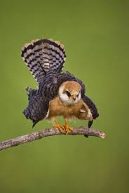 Attēlu rezultāti vaicājumam “Falco vespertinus adult”