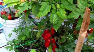 Afbeeldingsresultaat voor amish paste tomato