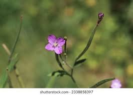 Attēlu rezultāti vaicājumam “Epilobium montanum flower”