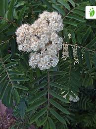 Attēlu rezultāti vaicājumam “Sorbus aucuparia flower”