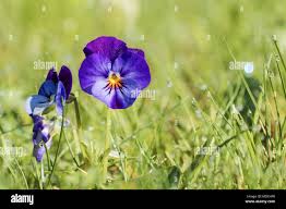Attēlu rezultāti vaicājumam “Viola arvensis flower”