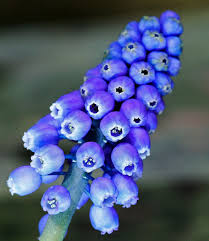 Attēlu rezultāti vaicājumam “Muscari armeniacum flower”