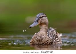 Attēlu rezultāti vaicājumam “Anas platyrhynchos female”