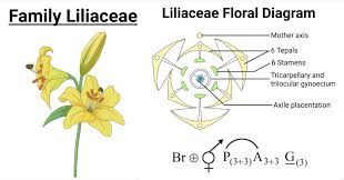 Attēlu rezultāti vaicājumam “Liliaceae”