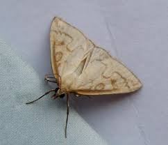 Attēlu rezultāti vaicājumam “Udea lutealis”