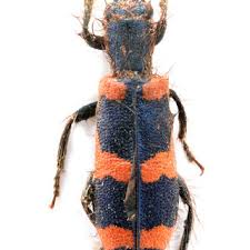 Attēlu rezultāti vaicājumam “Trichodes apiarius”