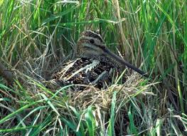 Attēlu rezultāti vaicājumam “Gallinago gallinago eggs”