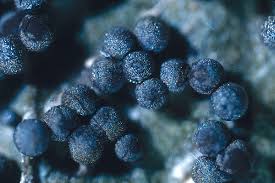 Attēlu rezultāti vaicājumam “Diachea sp.”