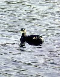 Image result for Podilymbus podiceps