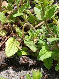 Attēlu rezultāti vaicājumam “Veronica arvensis leaf”