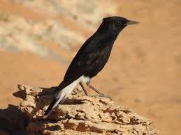 Image result for Oenanthe leucopyga