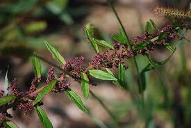 Attēlu rezultāti vaicājumam “Chenopodium polyspermum var. acutifolium flower”