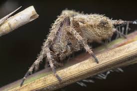 Attēlu rezultāti vaicājumam “Aranei”