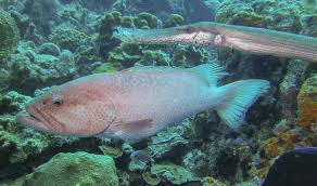 Image result for Mycteroperca venenosa