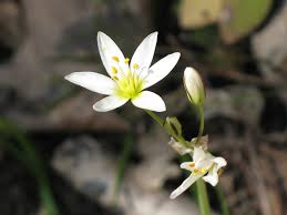 Attēlu rezultāti vaicājumam “Liliaceae”