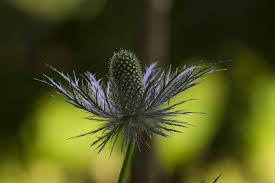 Image result for Alpendistel