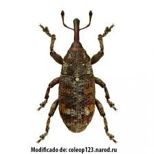 Attēlu rezultāti vaicājumam “Pissodes castaneus”