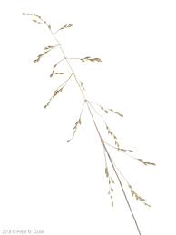 Attēlu rezultāti vaicājumam “Puccinellia distans”