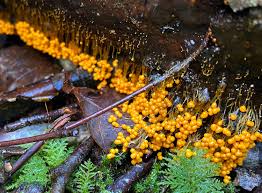 Attēlu rezultāti vaicājumam “Badhamia foliicola”