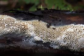 Attēlu rezultāti vaicājumam “Antrodia mellita”