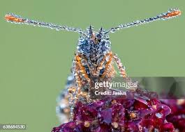 Attēlu rezultāti vaicājumam “Melitaea phoebe”
