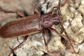 Attēlu rezultāti vaicājumam “Criocephalus rusticus”