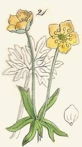 Attēlu rezultāti vaicājumam “Ranunculus auricomus flower”