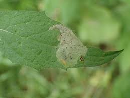 Attēlu rezultāti vaicājumam “Edwardsiana geometrica”