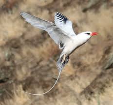 Image result for Phaethon aethereus