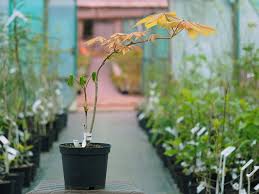 Attēlu rezultāti vaicājumam “Aesculus x neglecta”