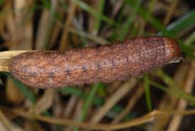 Attēlu rezultāti vaicājumam “Mythimna turca”