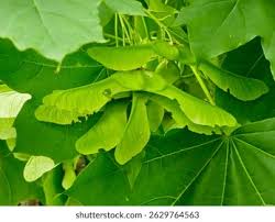 Attēlu rezultāti vaicājumam “Acer platanoides fruit”