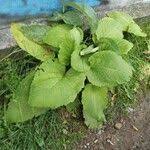 Attēlu rezultāti vaicājumam “Telekia speciosa leaf”