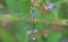 Attēlu rezultāti vaicājumam “Lestes virens female”