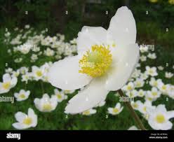 Attēlu rezultāti vaicājumam “Anemone sylvestris flower”